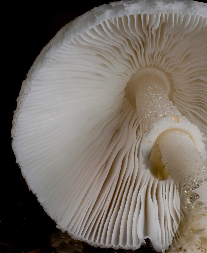 White mushroom gills with water droplets on stem