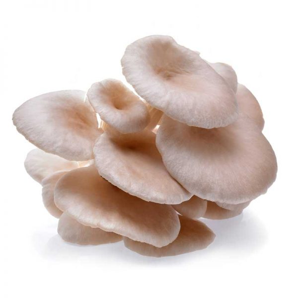 Dried Oyster Mushrooms Mother Mycelium