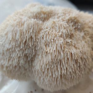 Homegrown Lions Mane