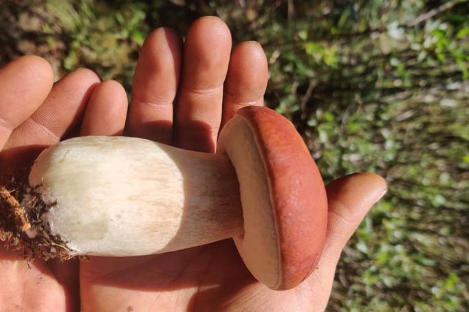 Homegrown Bolete Mushroom