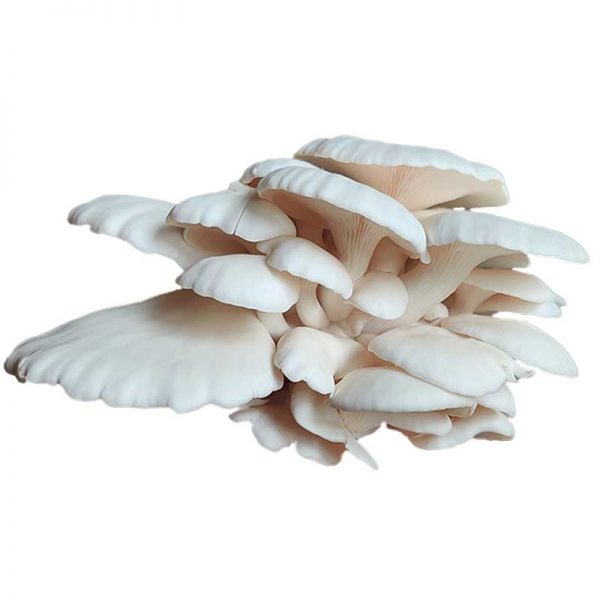 Snow Oyster Mushroom Cluster