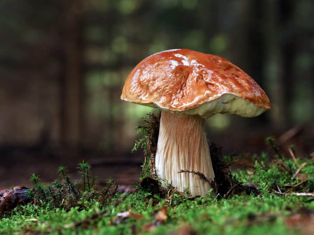 large boletus edulis mushroom