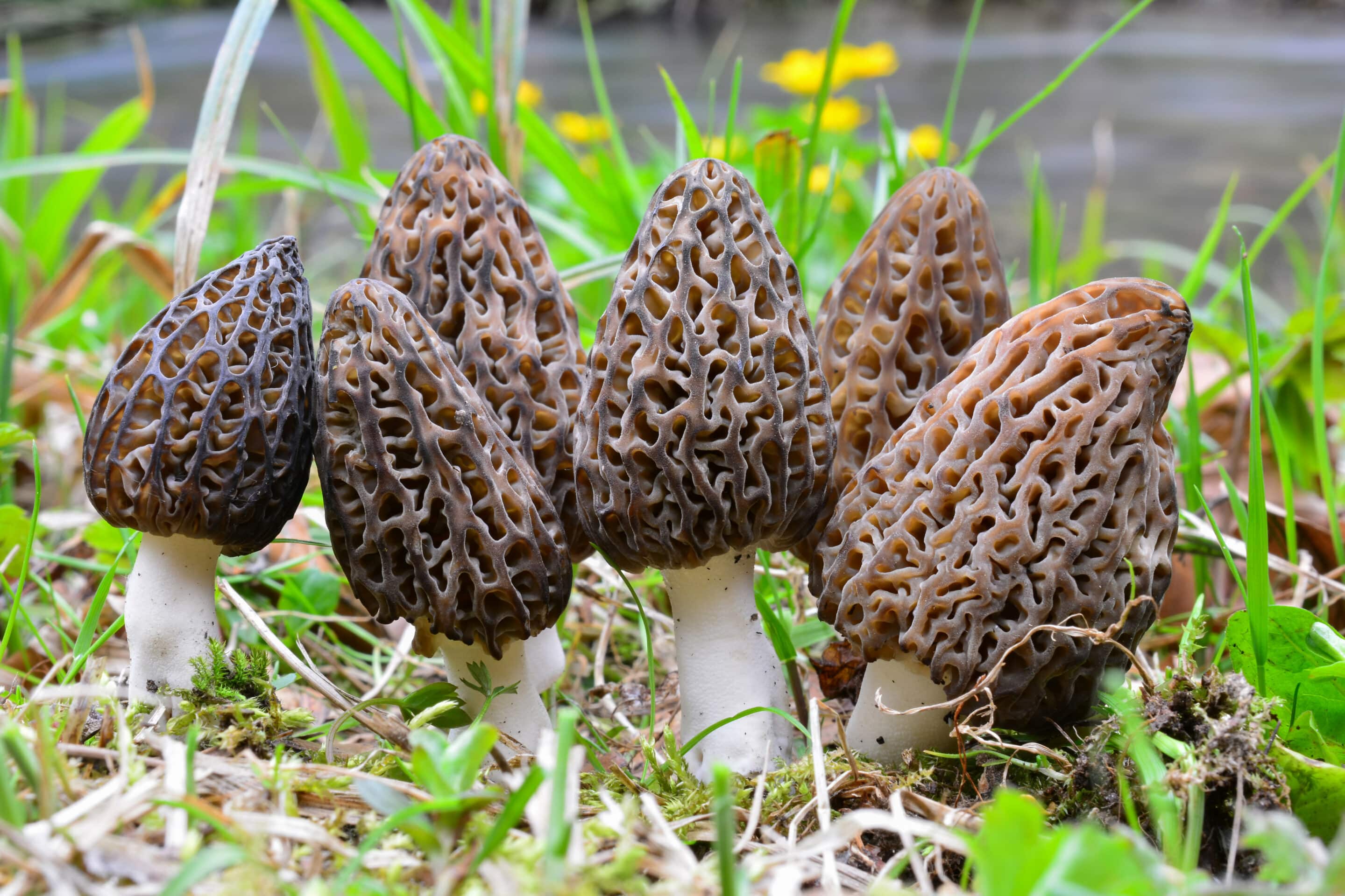 Large group of seven Black morel or Morchella conica, early spring wild mushrooms in natural habitat on the coast of a mountain stream