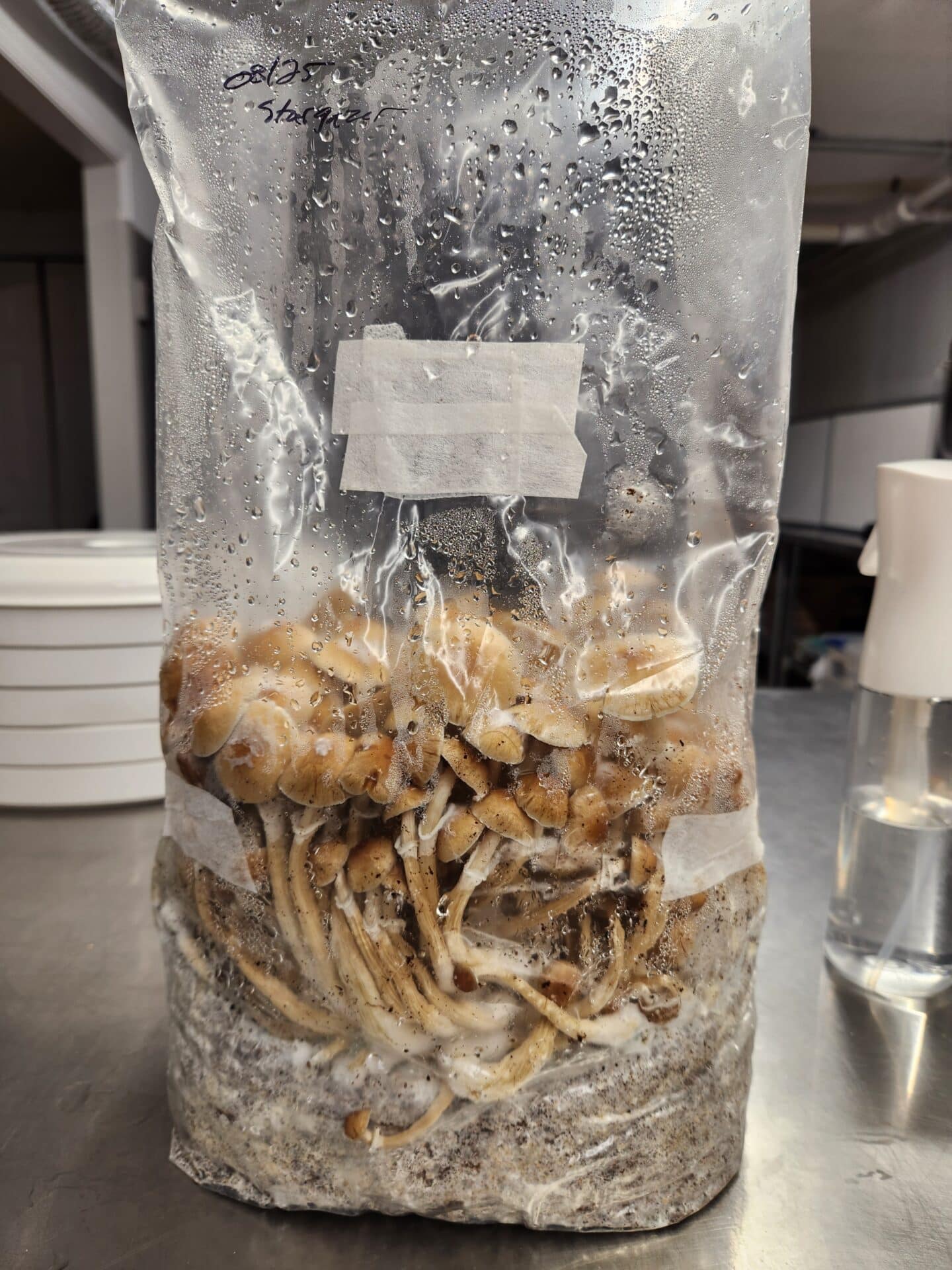 Large cluster of brown mushrooms growing inside of a plastic bag with a lot of moisture