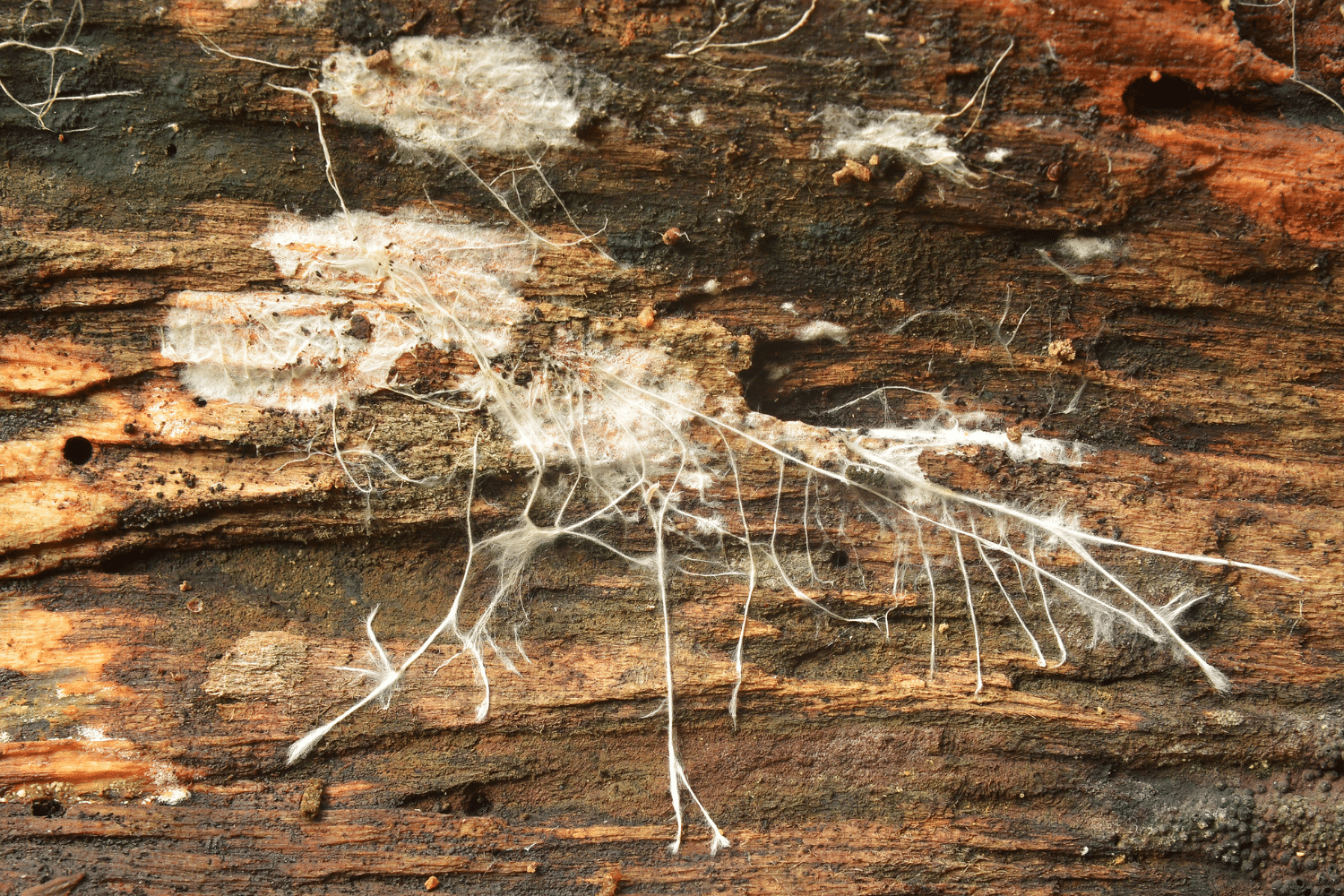 Image of mycelium