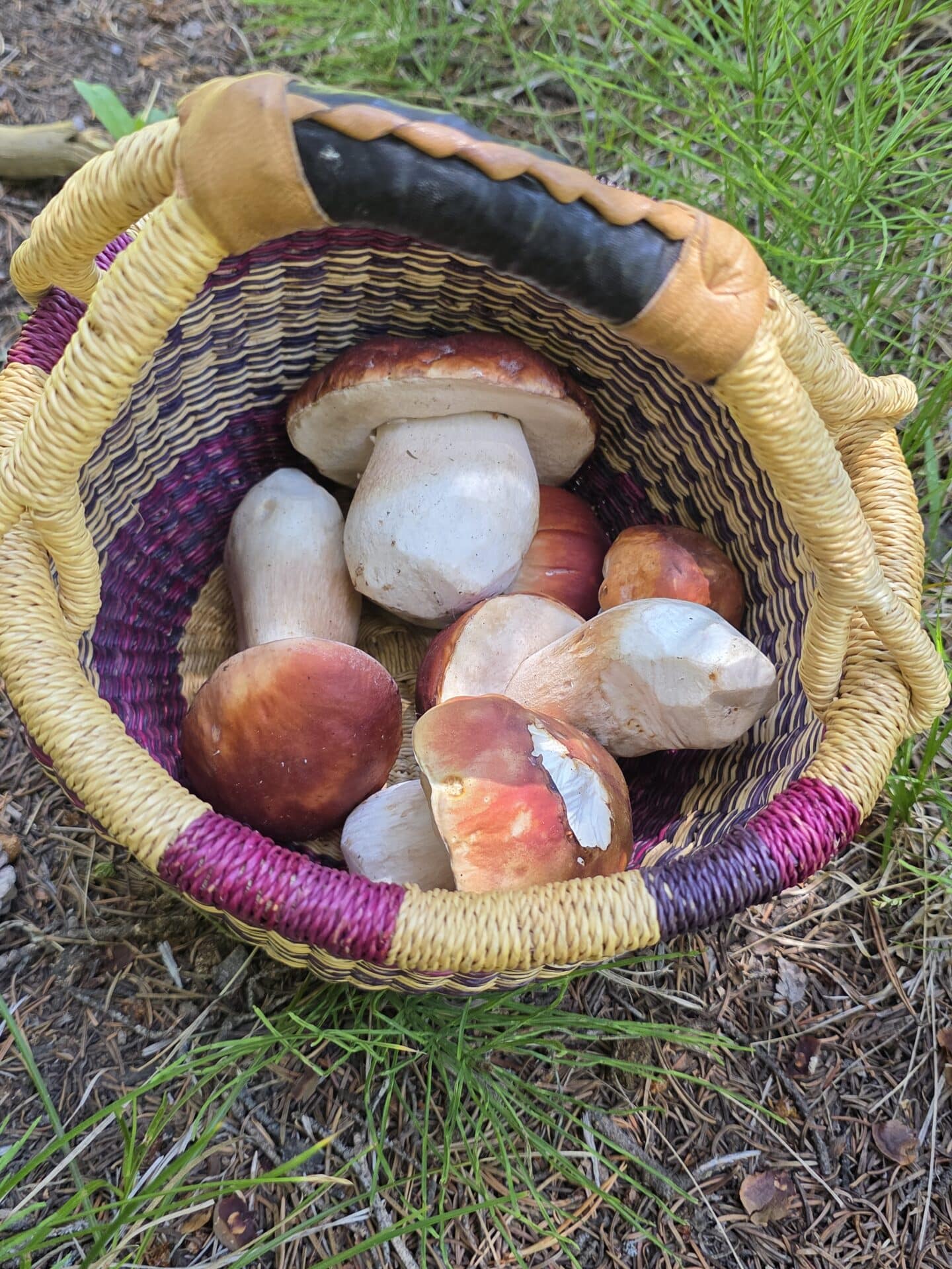 Basket of reddish porcini mushrooms with grass in background