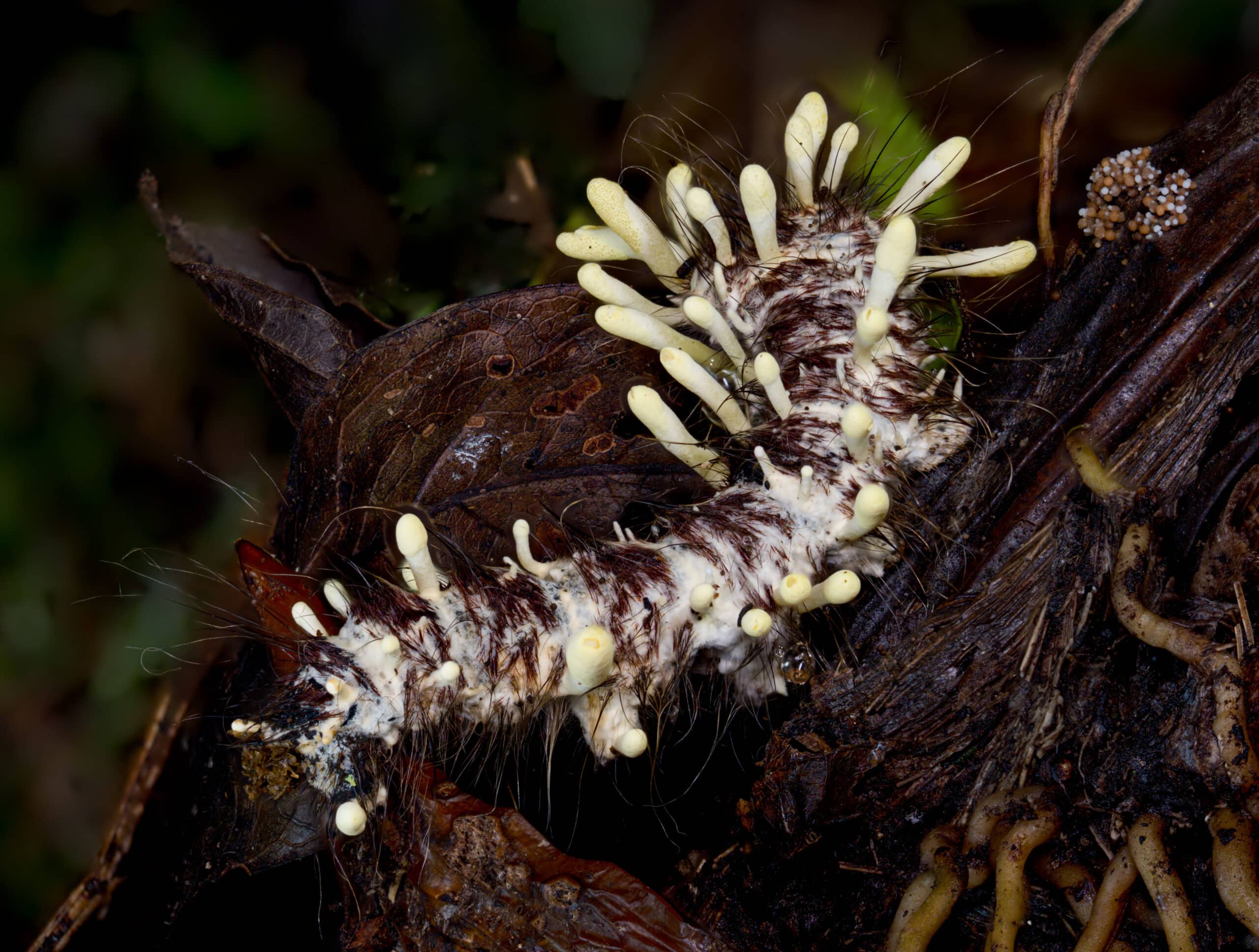 A dead hairy caterpillar covered in light yellow mushrooms