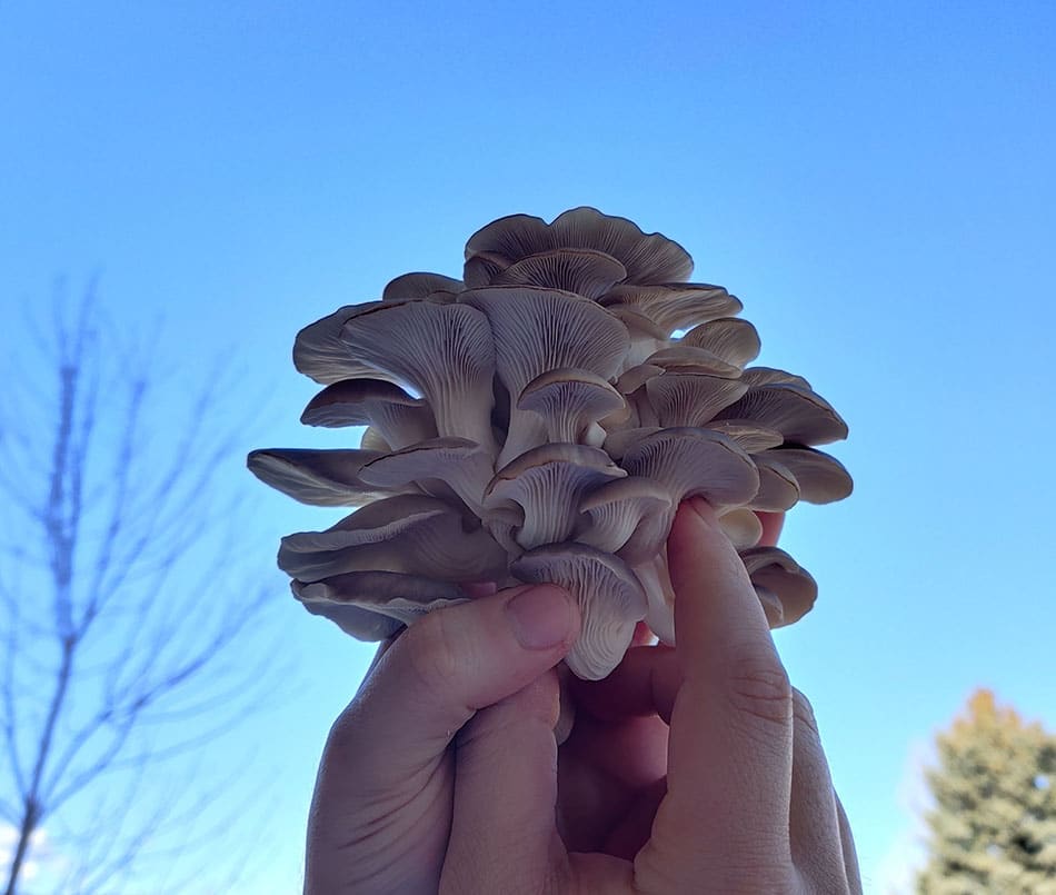 Cluster Blue Oyster mushrooms with a bright blue sky in the background