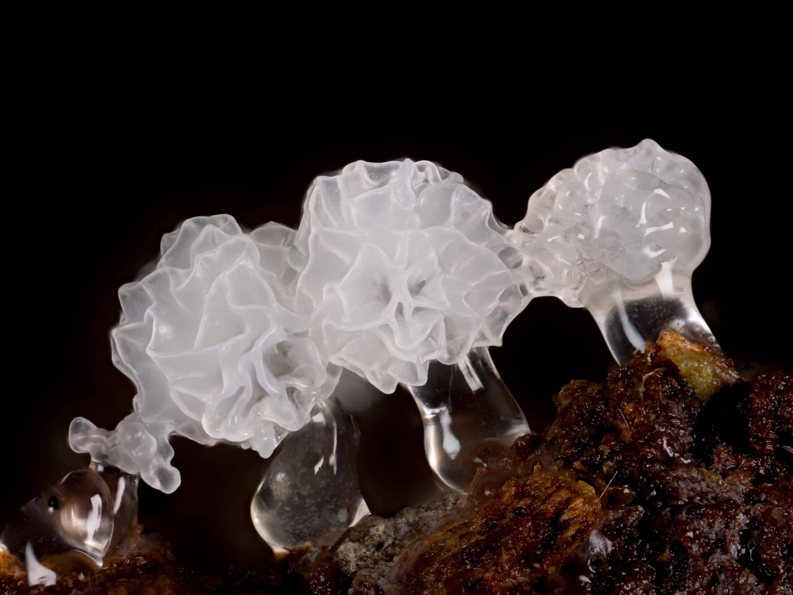 a close up of a white slime mold