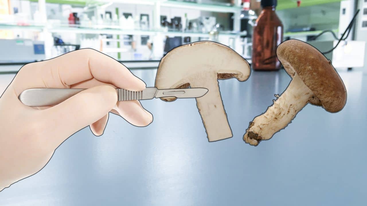 Gloved handing cutting the inner tissue of a shiitake mushroom stem with a scalpel
