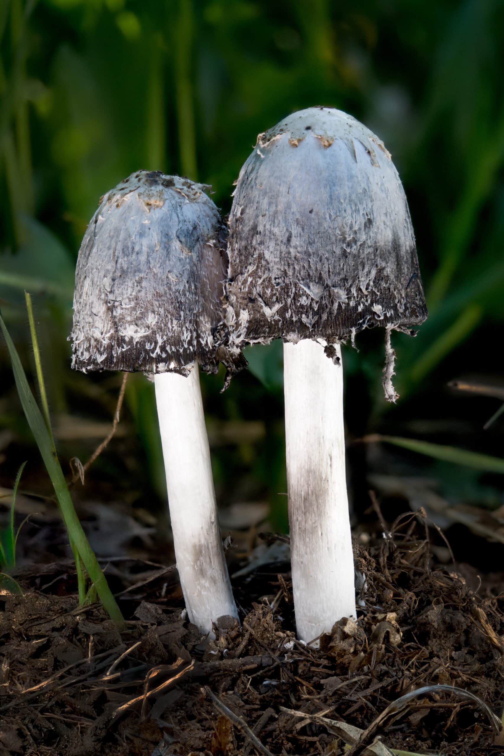 two mushrooms with white stems and grey caps growing in the dirt