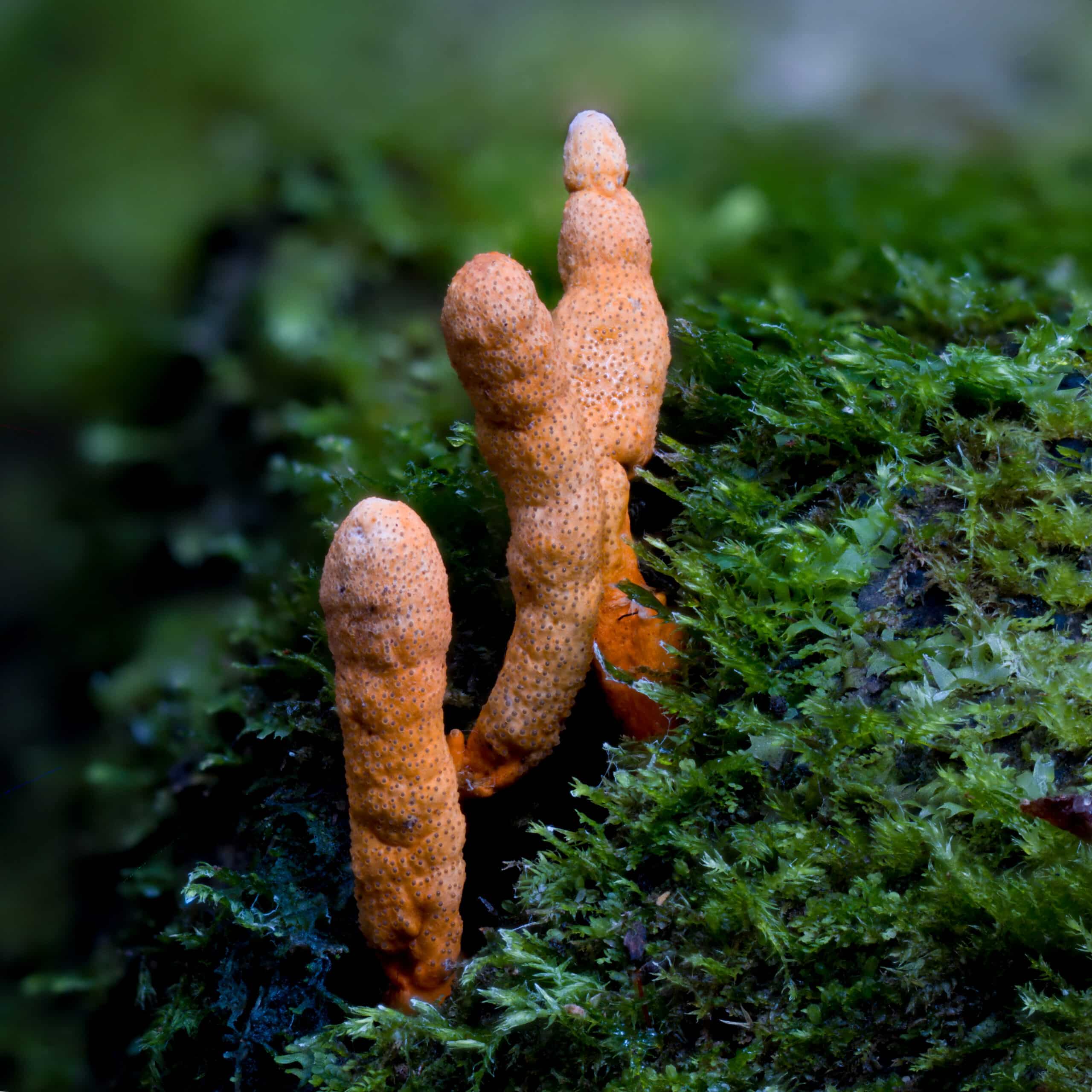 3 orange mushrooms growing on a mossy log