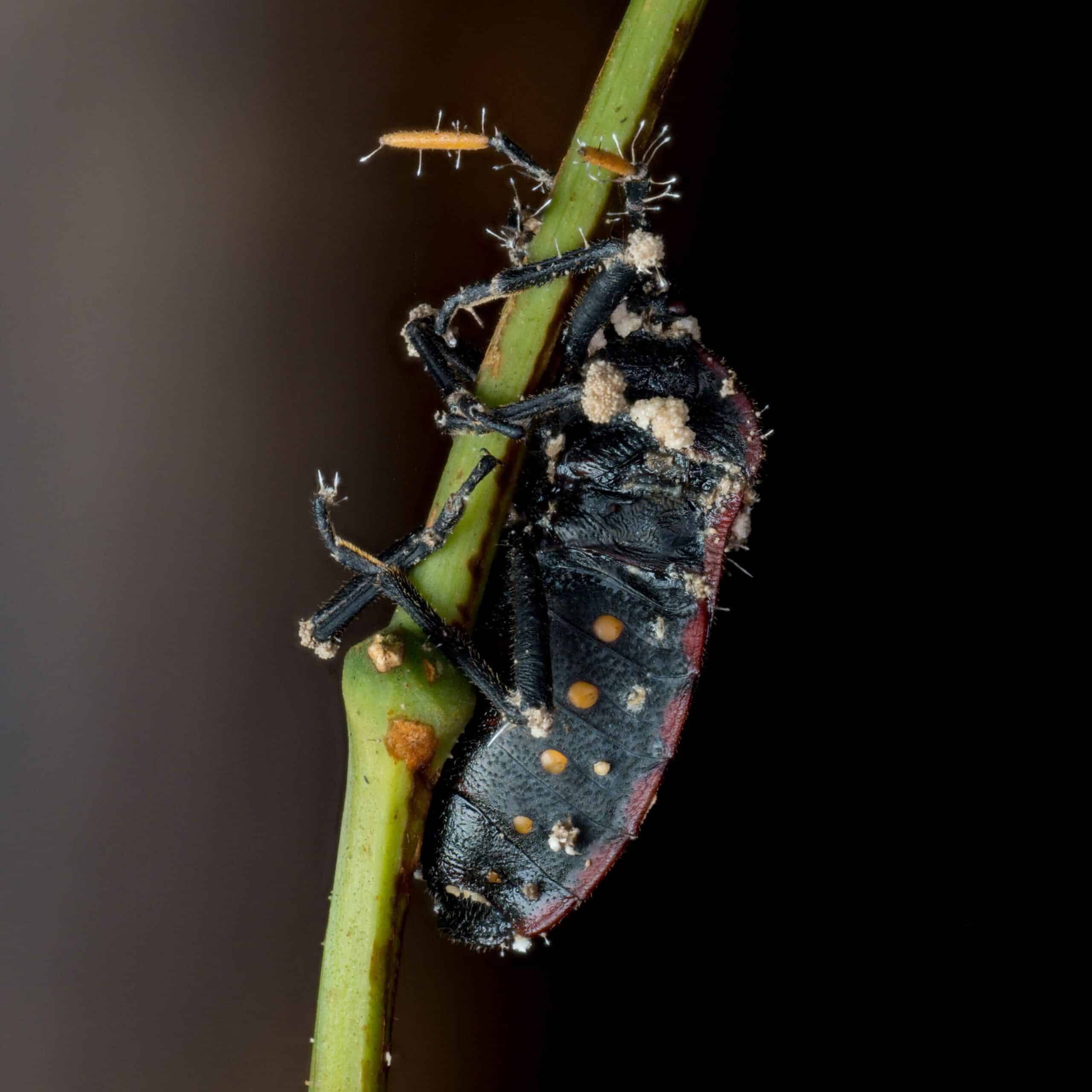 White fungus growing on a black and red bug