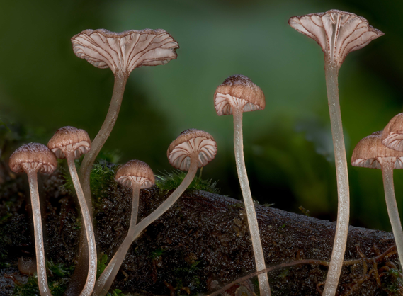 Purple and white mushrooms growing on a stick