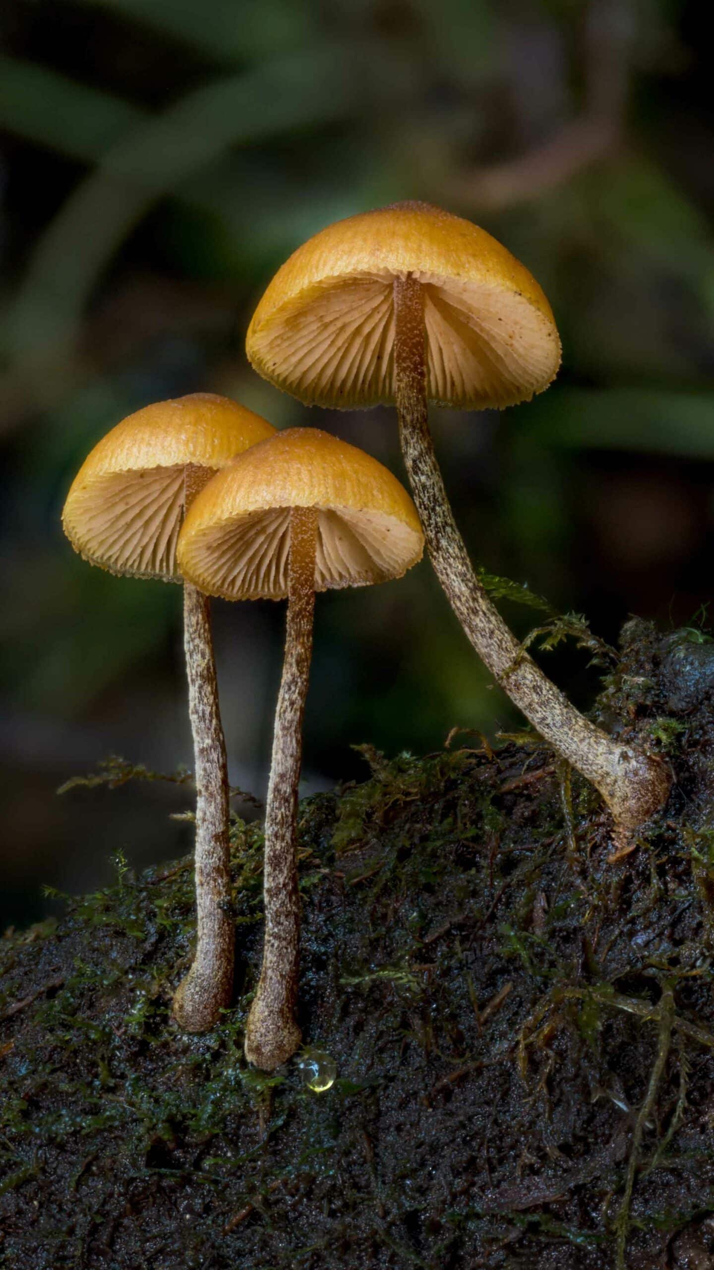 Yellow mushrooms growing on mossy stick