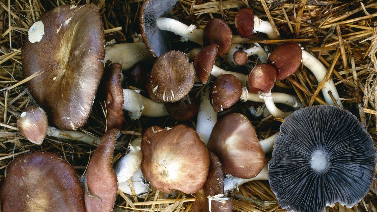 How to Grow Garden Giant Mushrooms Outdoors