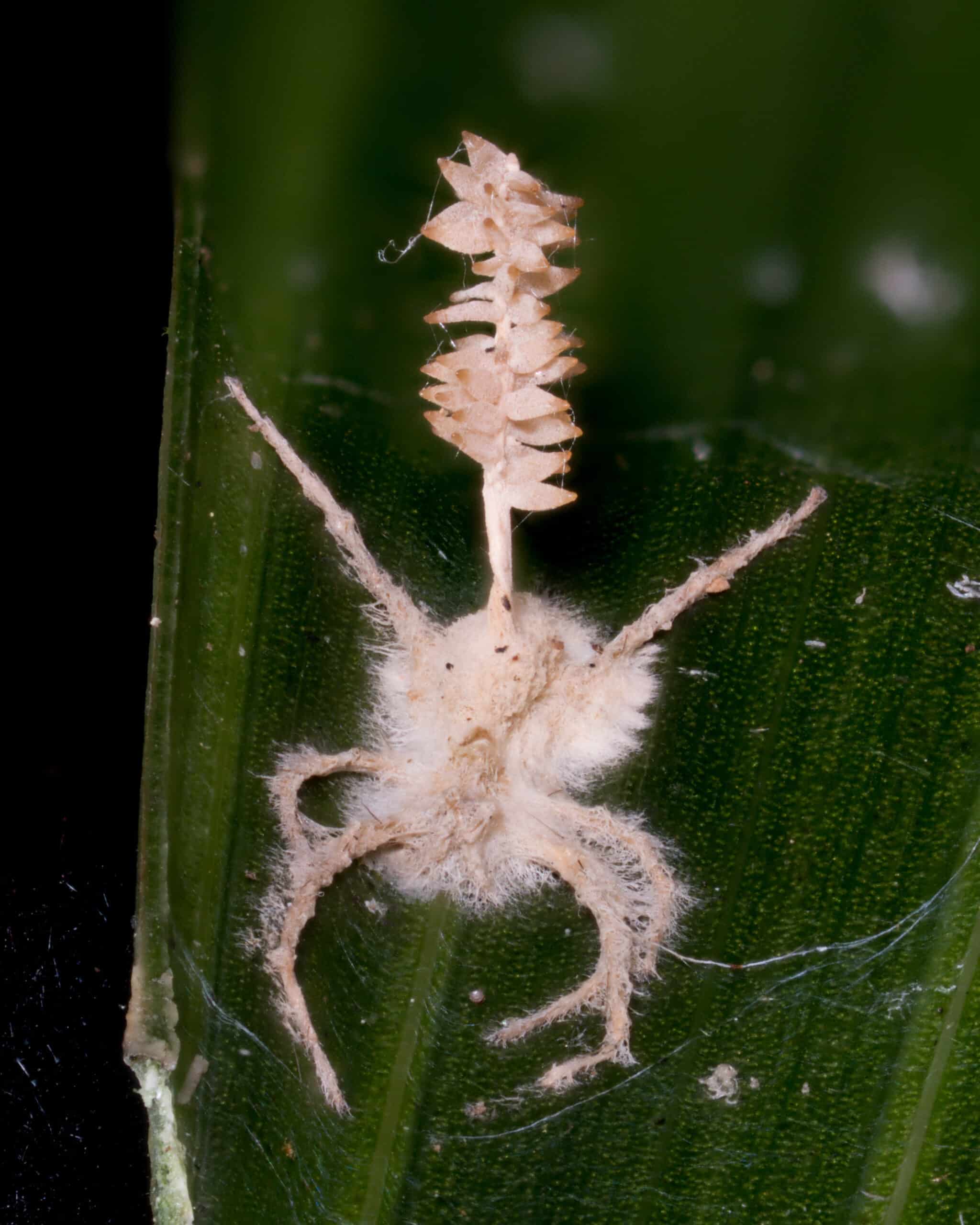 A white fuzzy fungus growing on a small dead spider.