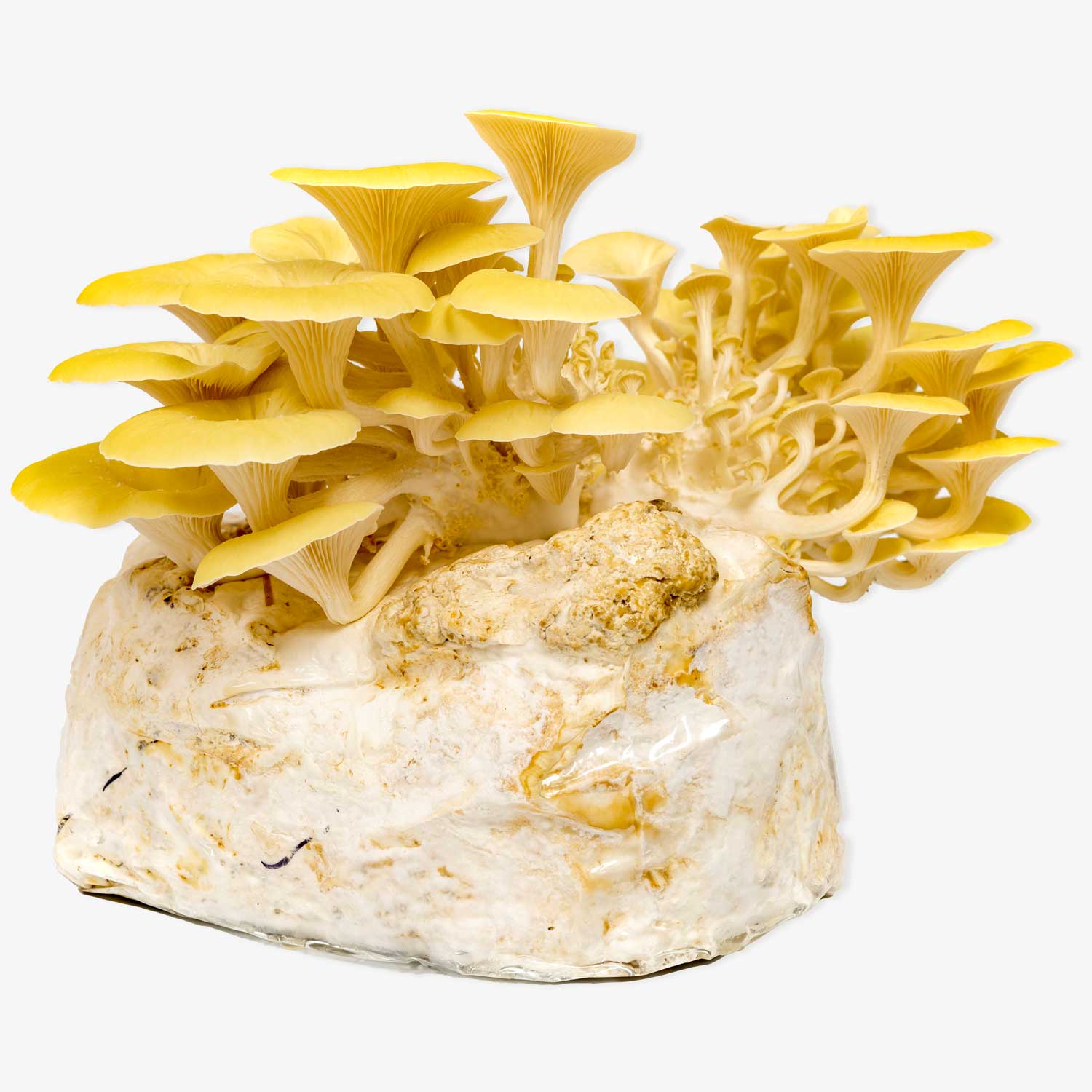 Mushroom Grow Kit