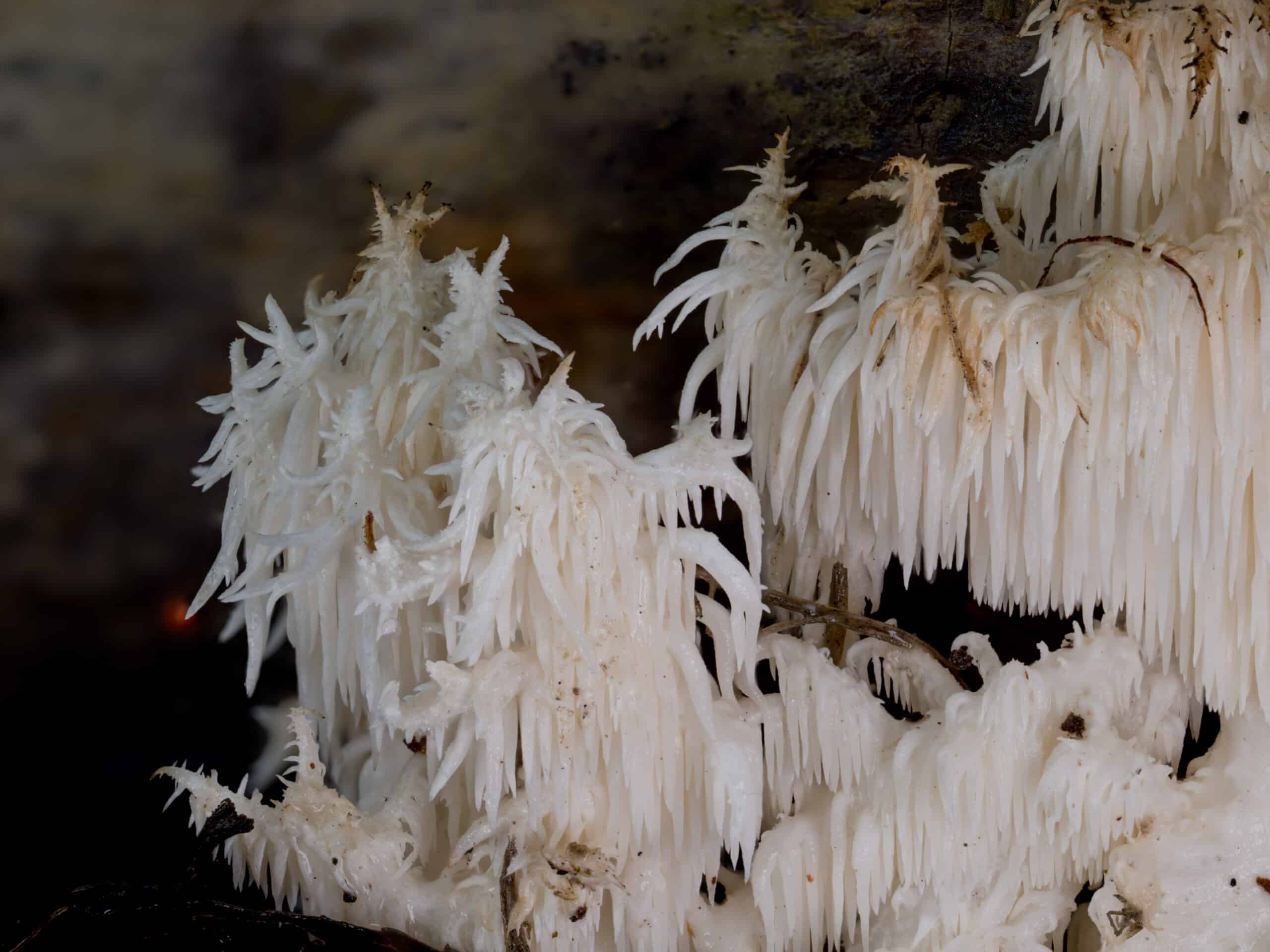 a close up image of white coral-like mushrooms