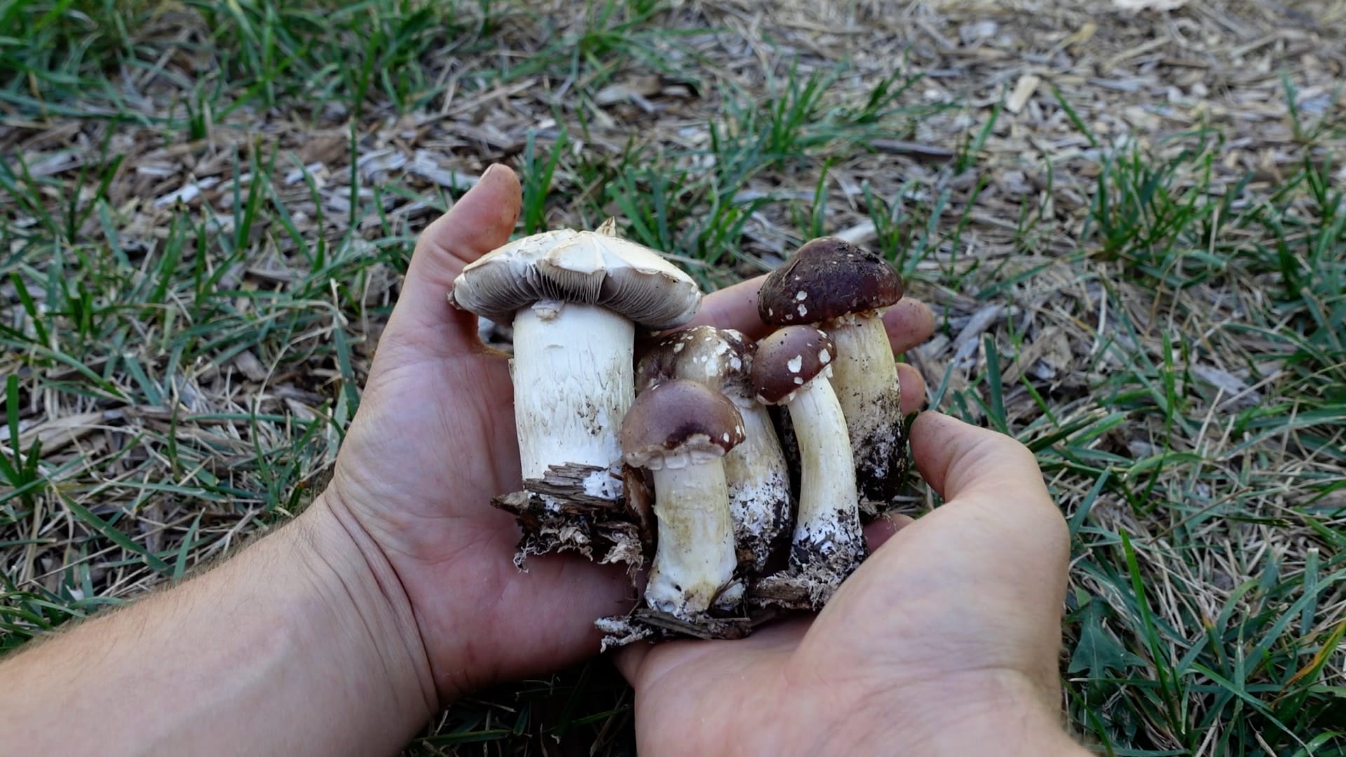 How to Grow Mushrooms in Your Garden