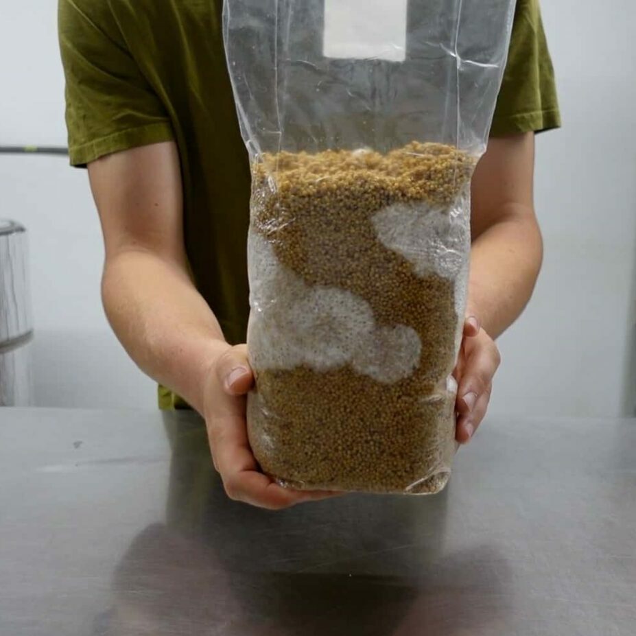 How to Make Grain Spawn Bags for Mushroom Growing