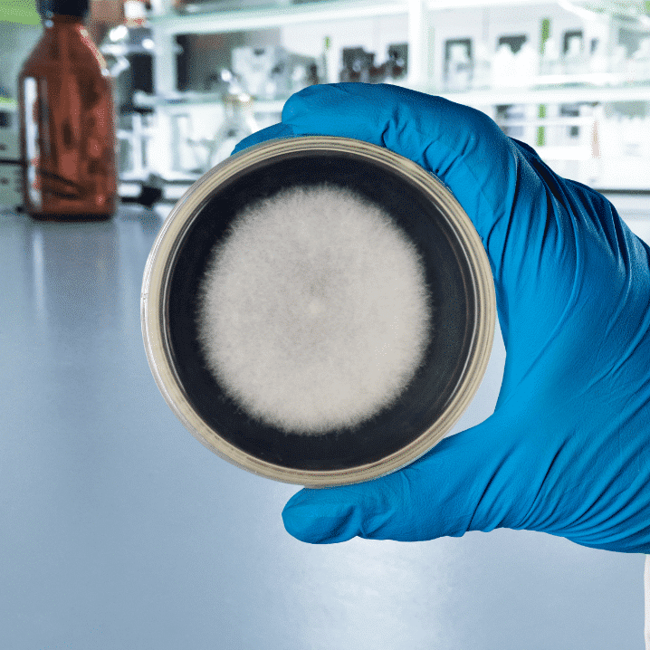How to Use Spore Swabs