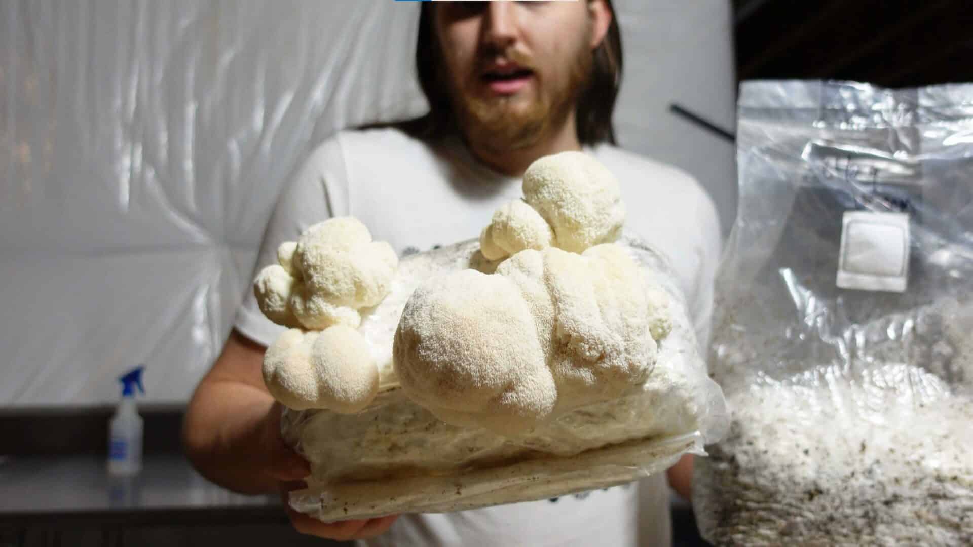 How to Use a Mushroom Grow Kit