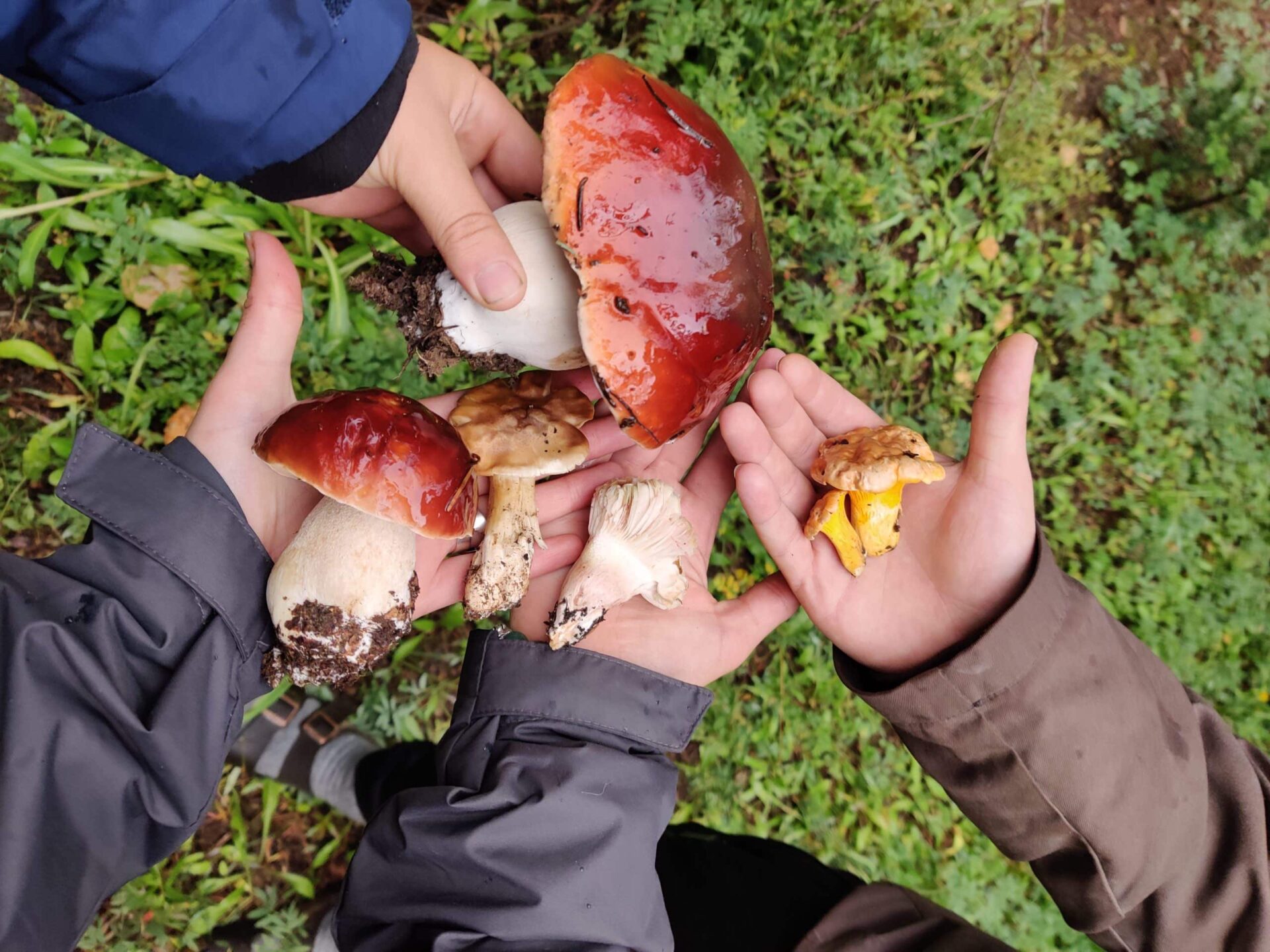 Introduction to Mushroom Foraging in the Rockies 3 Four hands holding red, yellow and white mushrooms