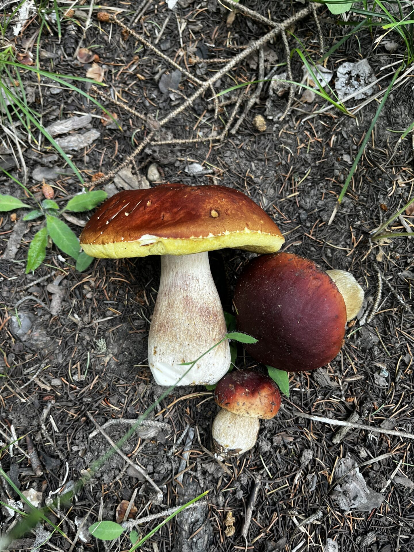 3 Boletus mushrooms with reddish-brown caps and thick whitish stems