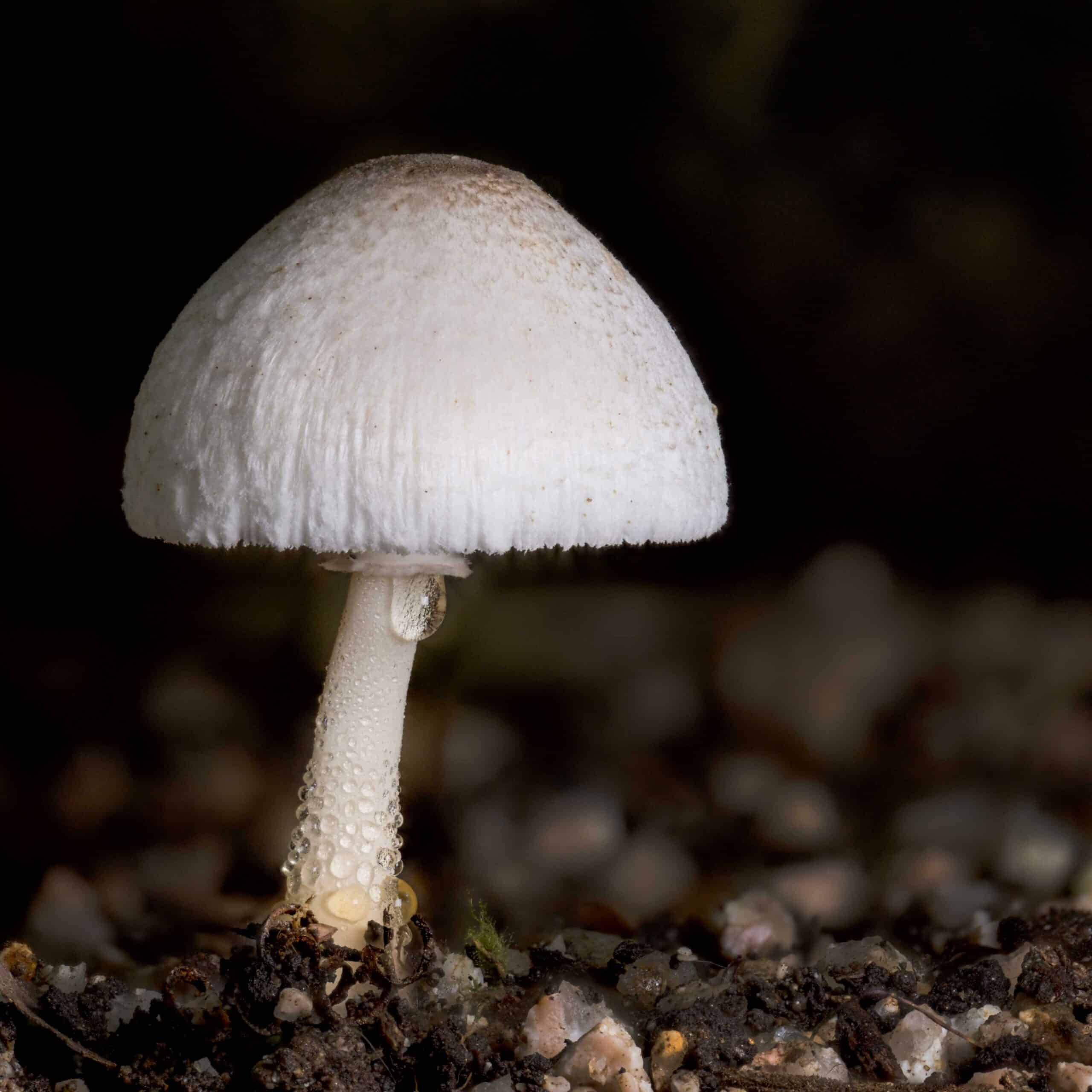 White mushroom growing in rocky soil