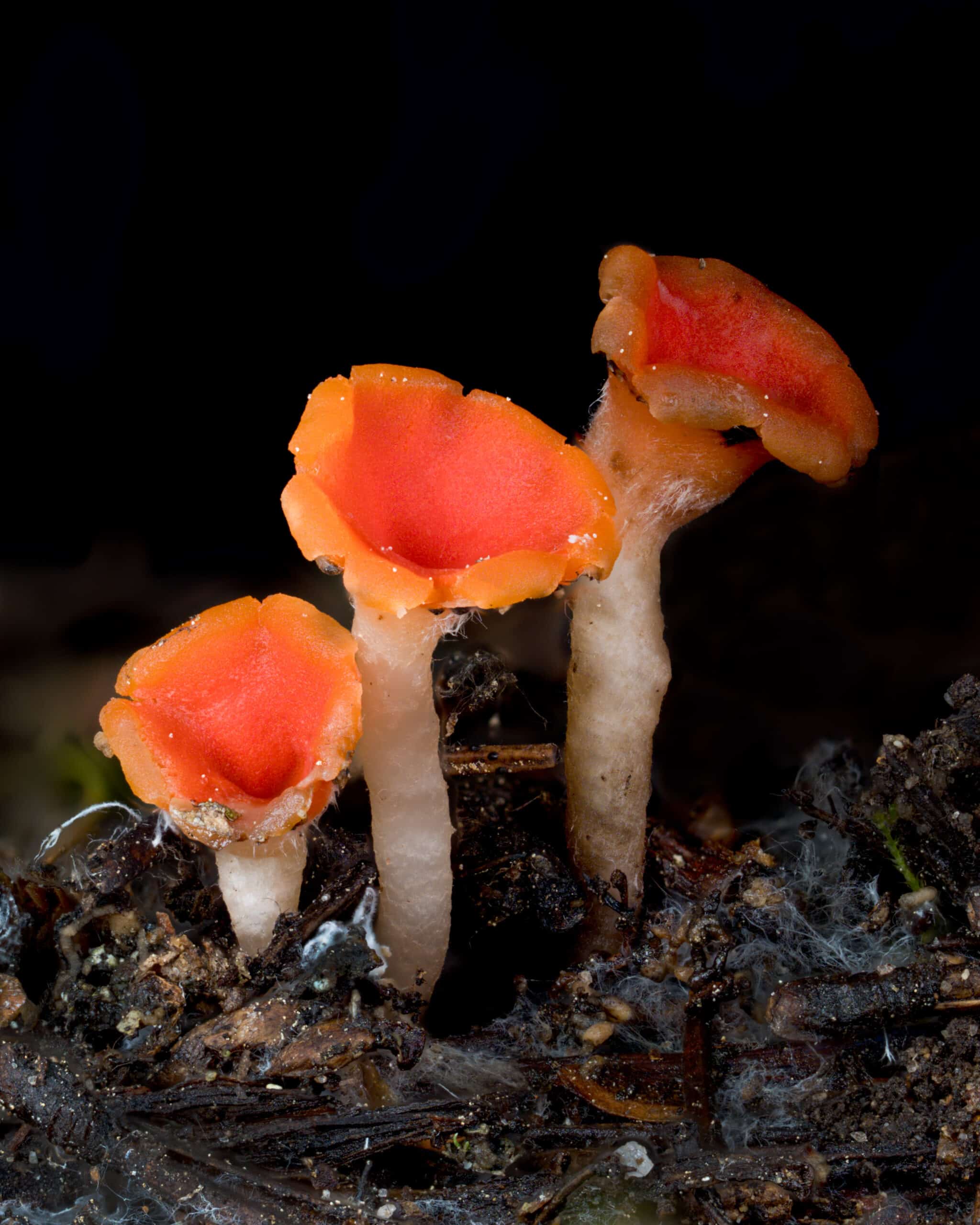 Close up image of red and orange cup fungi