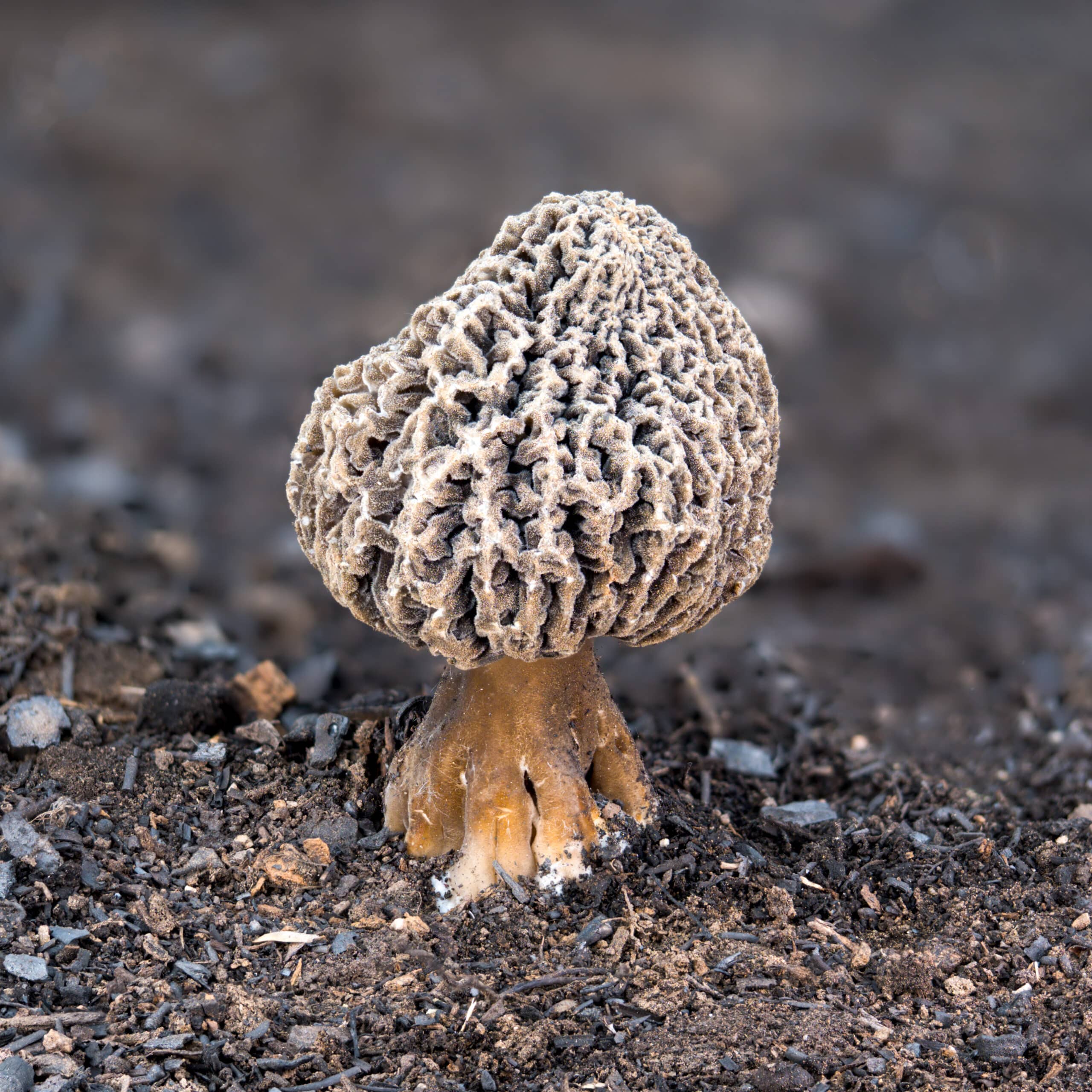 Gray morel mushroom with a velvety brownish stem