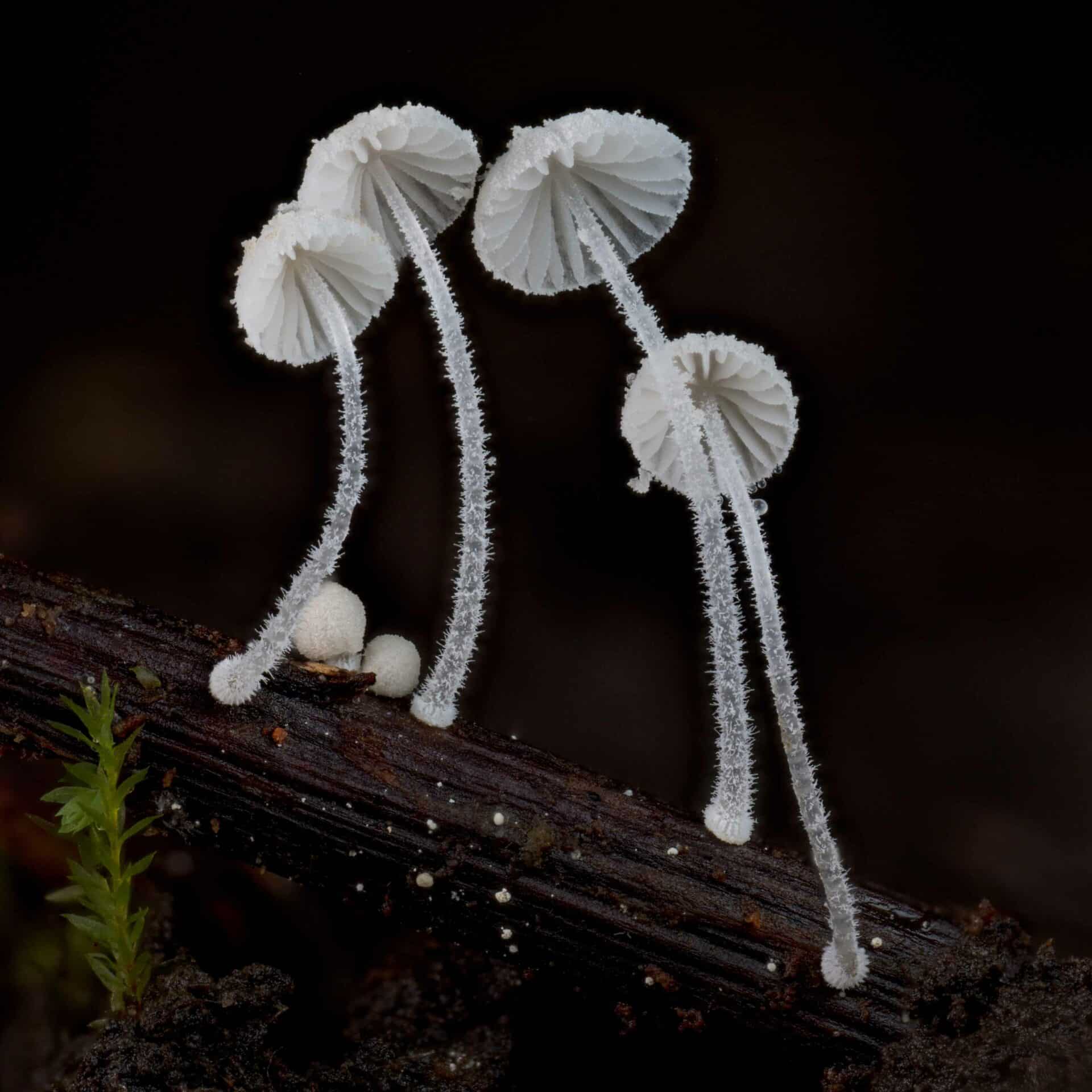 White mushrooms growing on a small stick