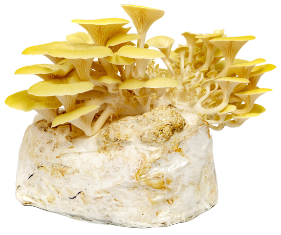 Mushroom grow kit with golden oysters growing out of the top