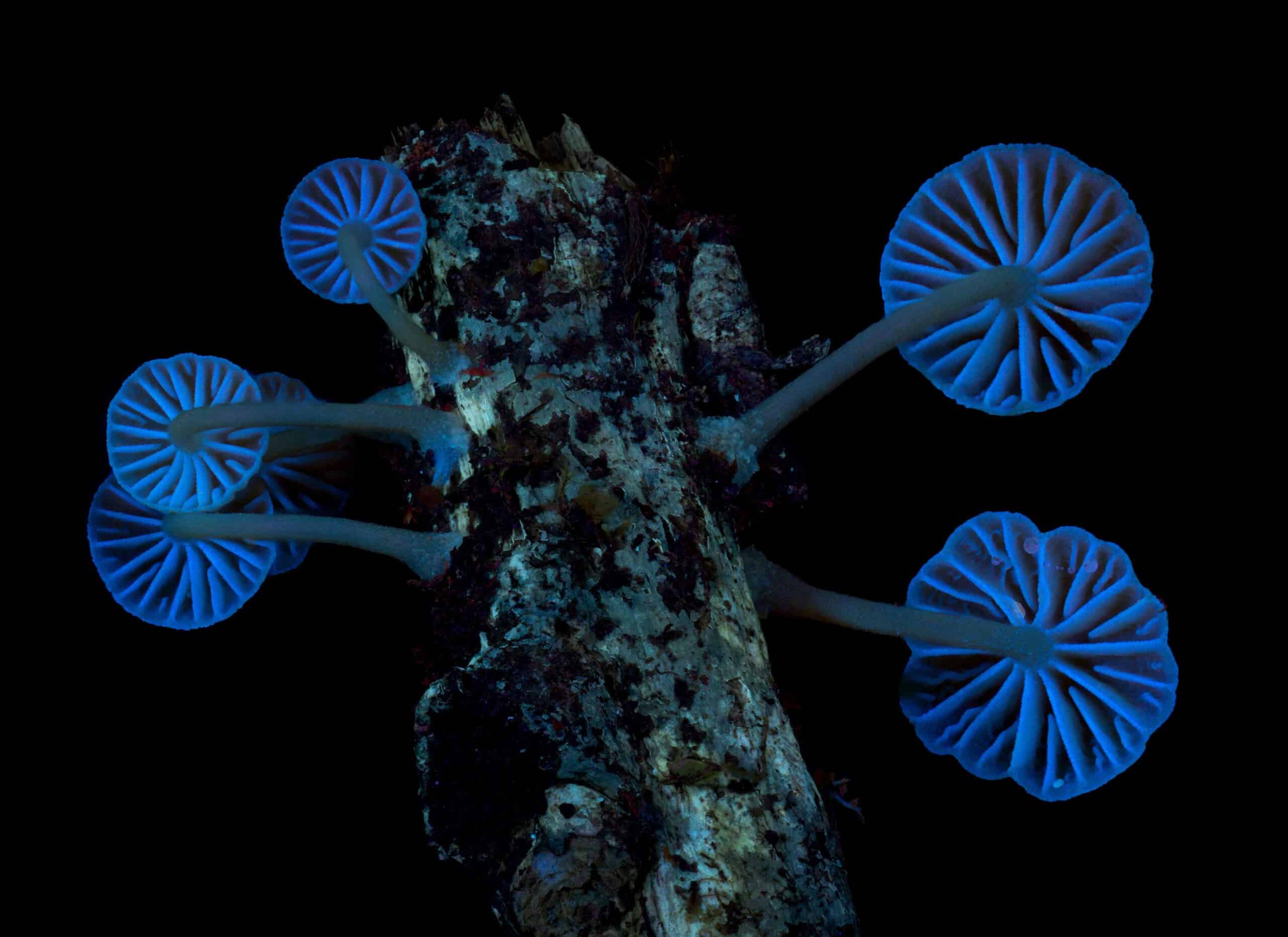 Blue mushrooms growing on a stick