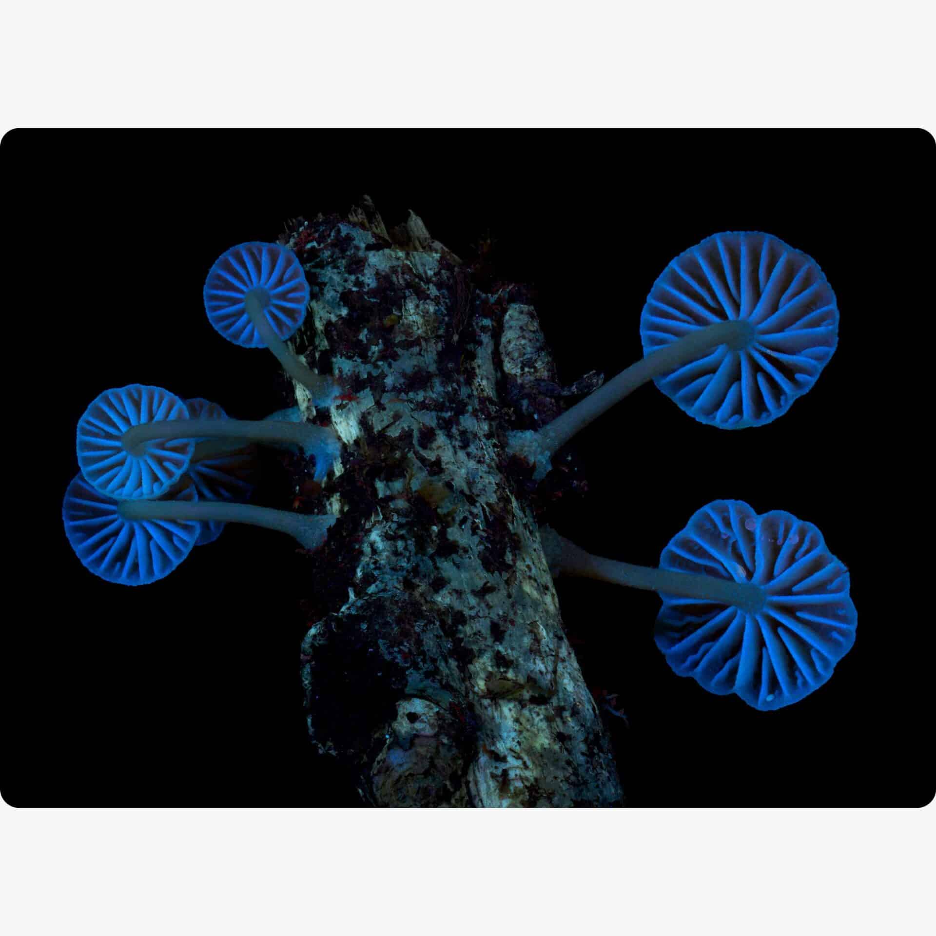 Blue Mycena Mushroom Print