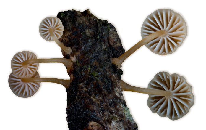 Yellowish mushrooms growing on a stick