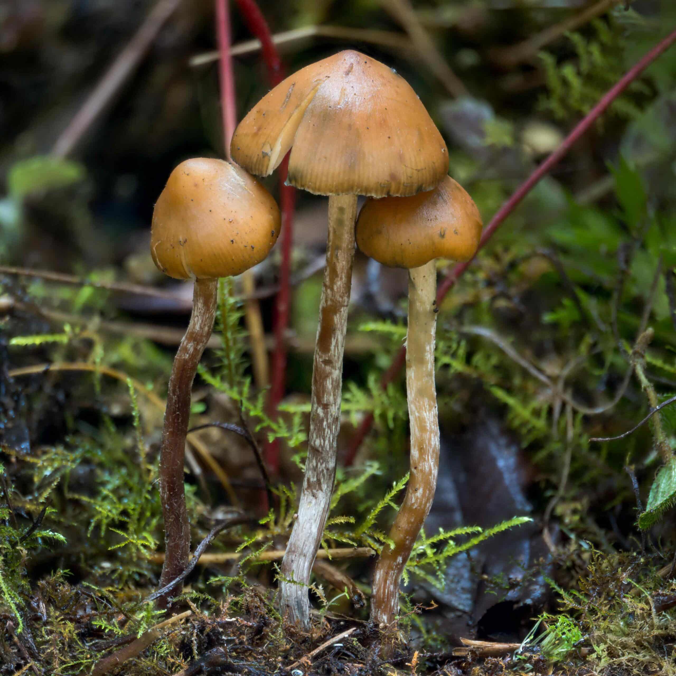 Brown mushrooms growing in moss