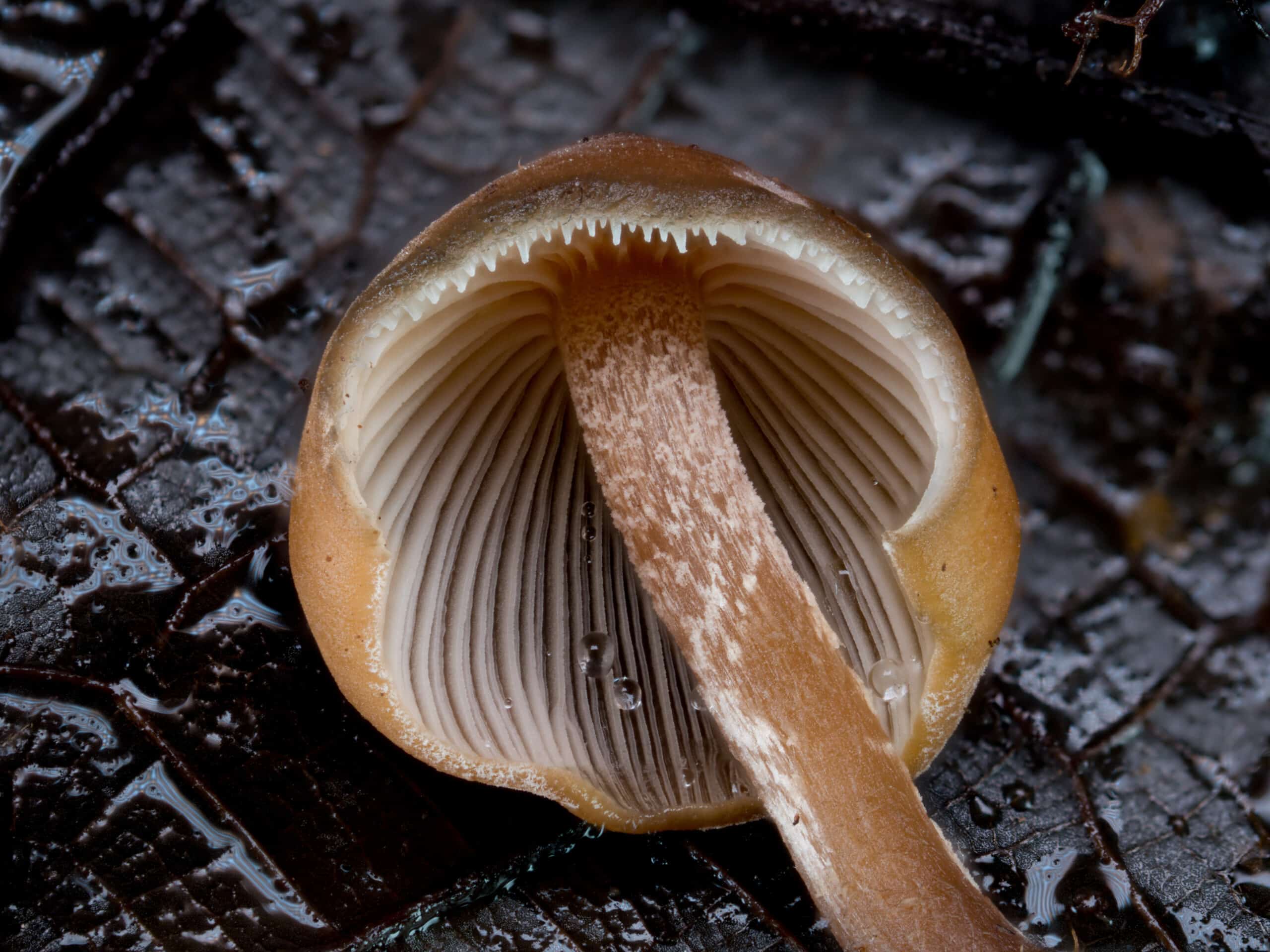 Underside of mushroom cap with waterdroplets inside