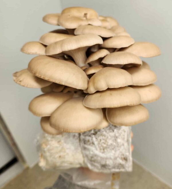Large cluster of phoenix oyster mushrooms