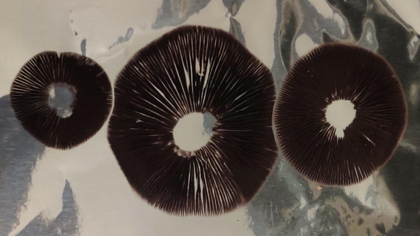 3 black mushroom spore prints on foil