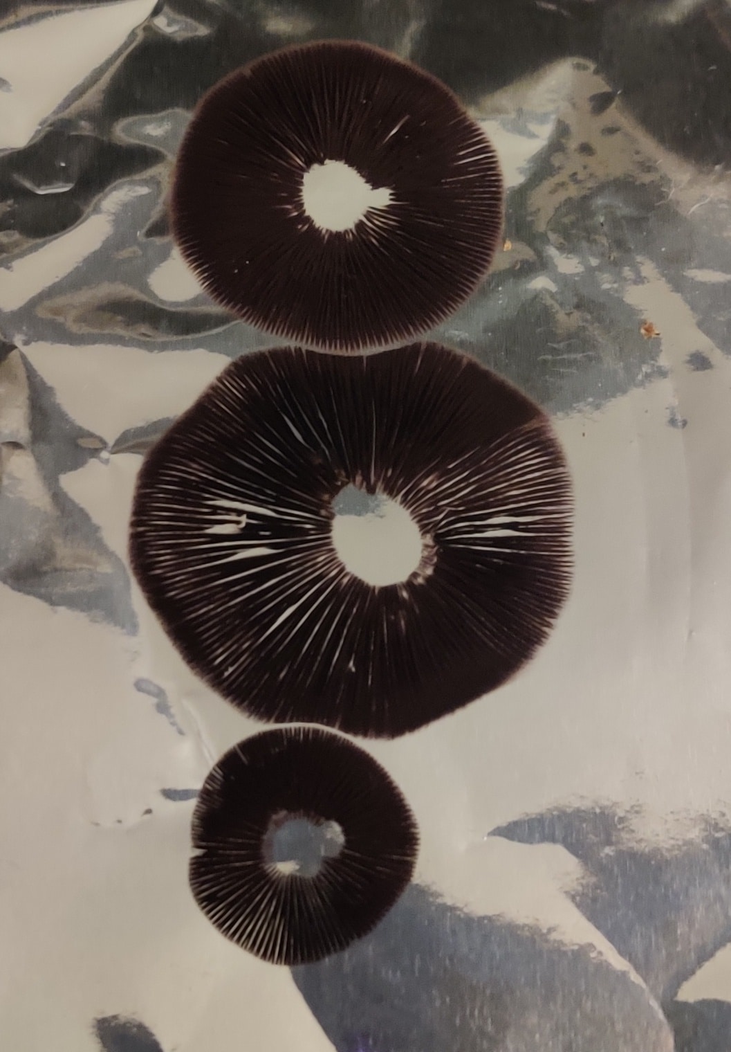 3 black mushroom spore prints on foil