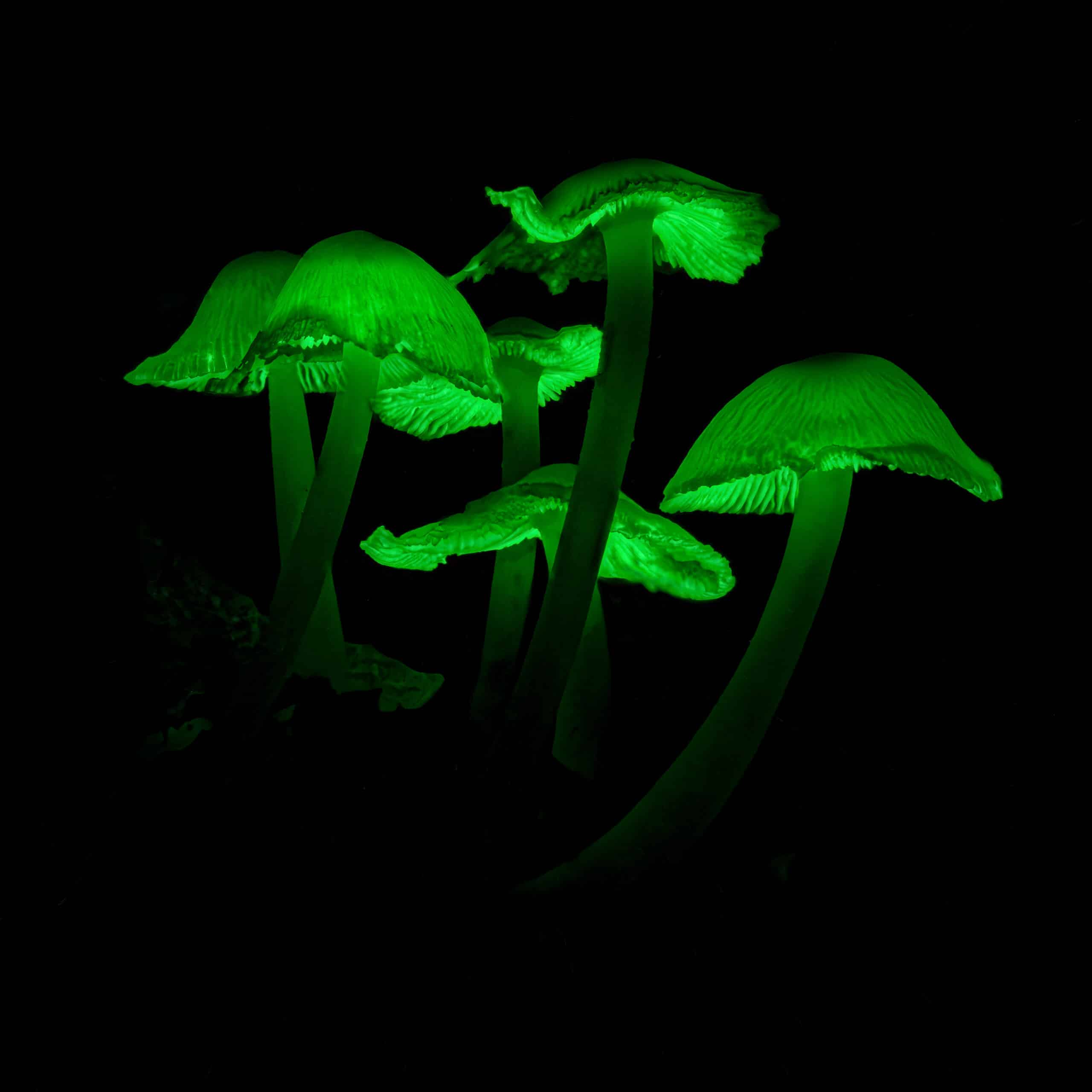 Green glowing bioluminescent mushrooms with black background