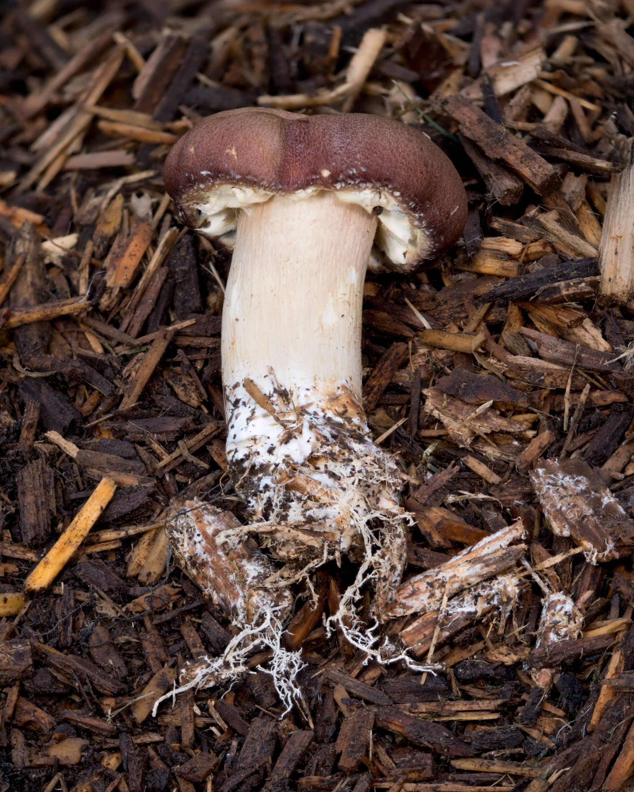 Image of burgundy red mushroom with rhizomorphic mycelium coming out of the bottom