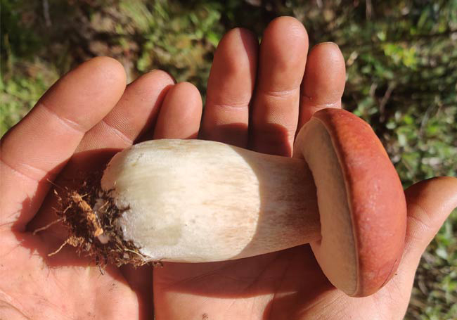Red bolete mushroom with white stem