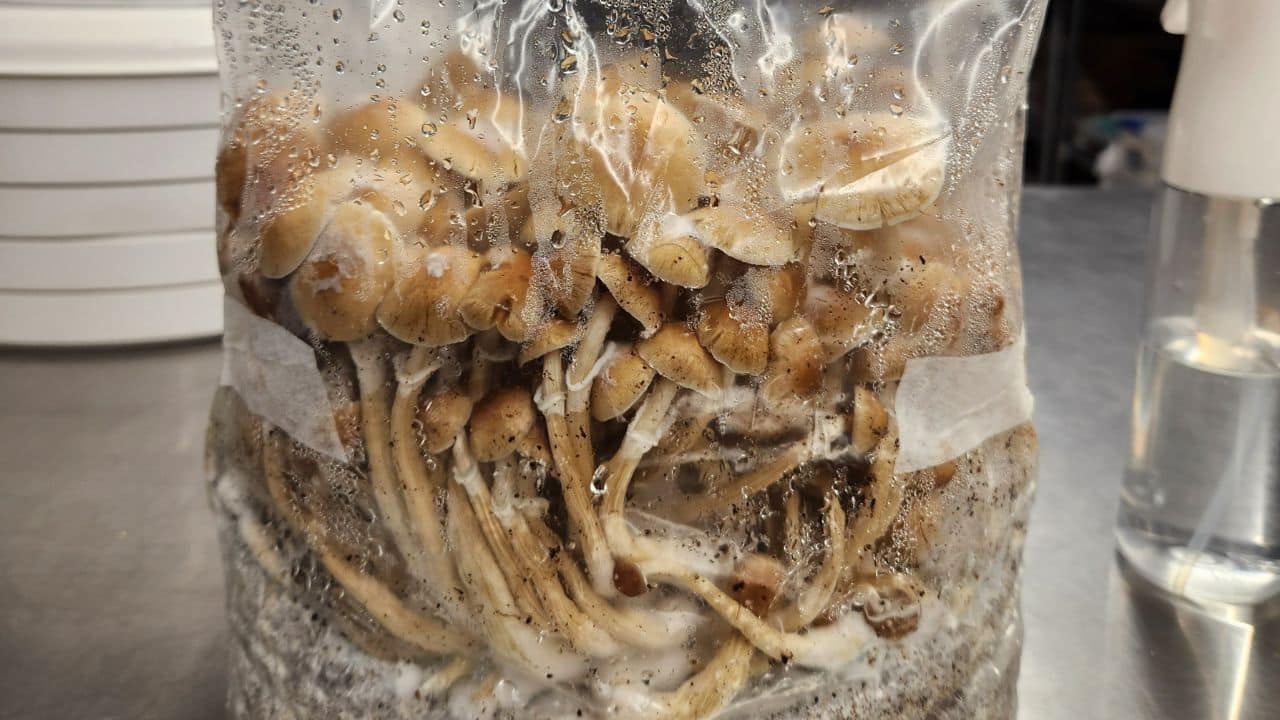 How to Make Mushroom Grow Bags