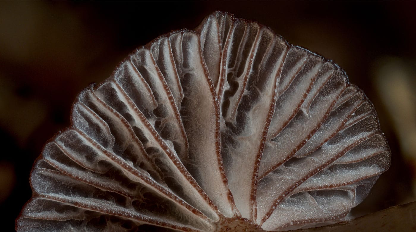Close up if white mushroom gills with purple edges