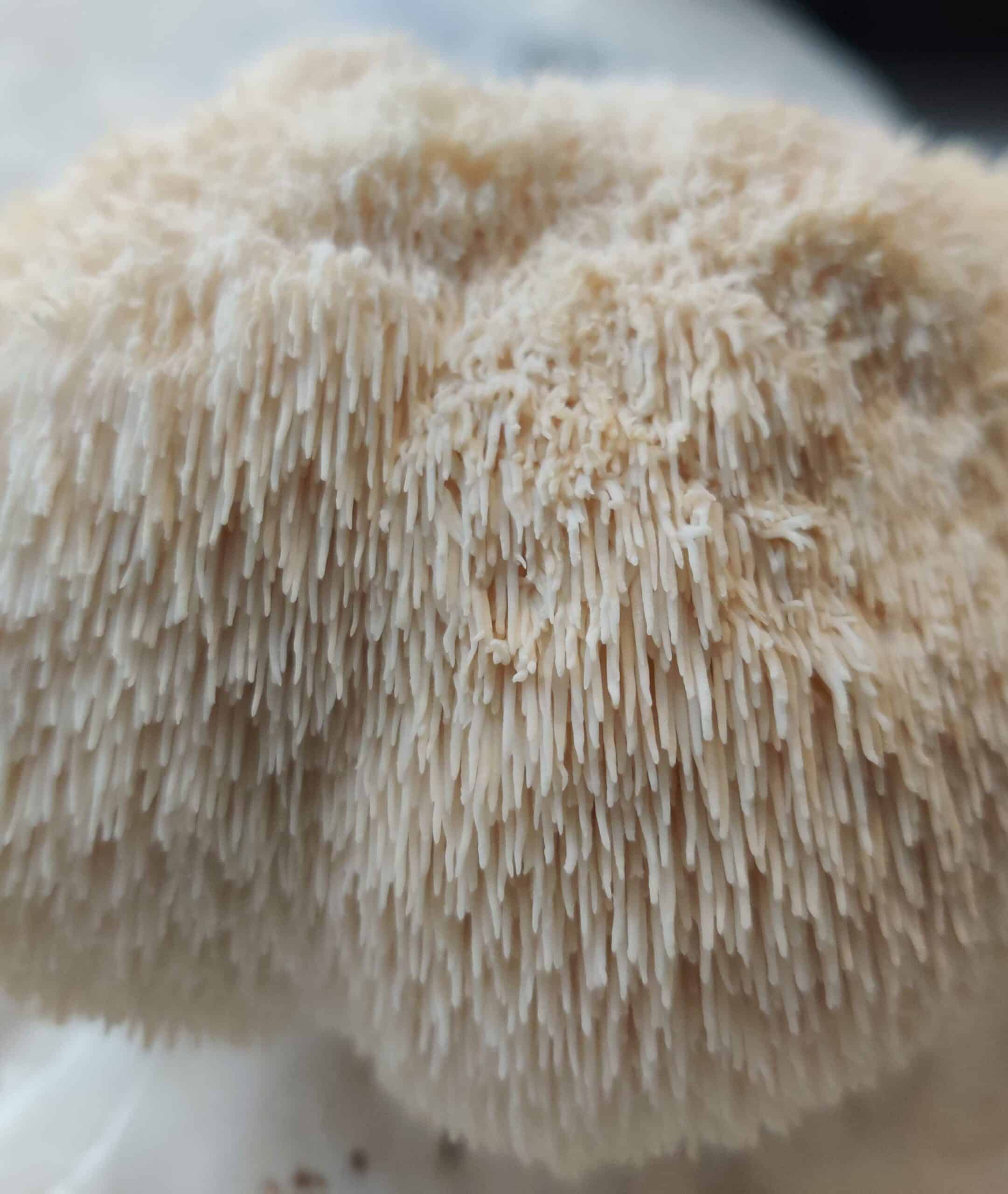 What is Lion's Mane