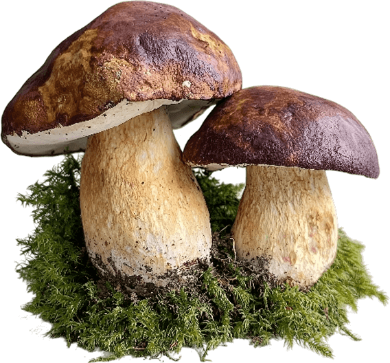 Two large bolete mushrooms growing in moss