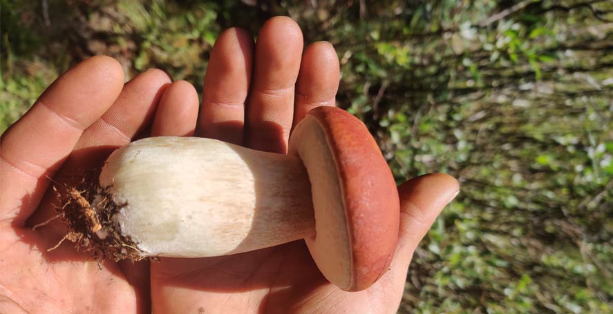 Bolete mushroom with red cap and white stem